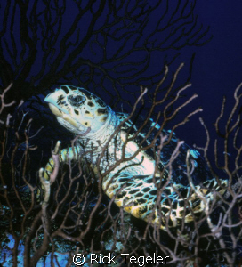 Night turtle. by Rick Tegeler 